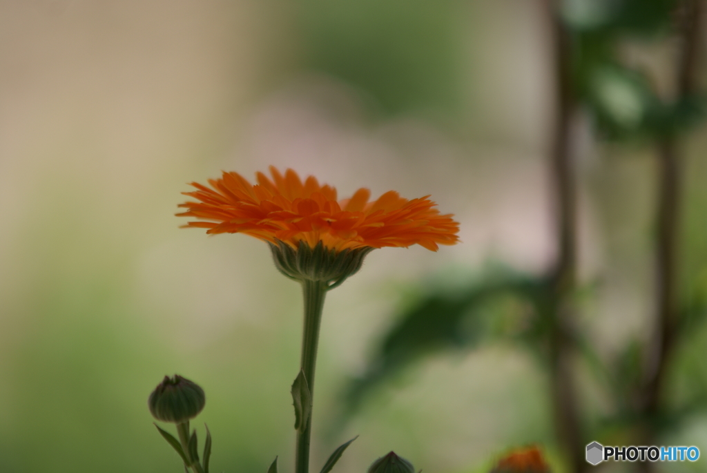 春の花