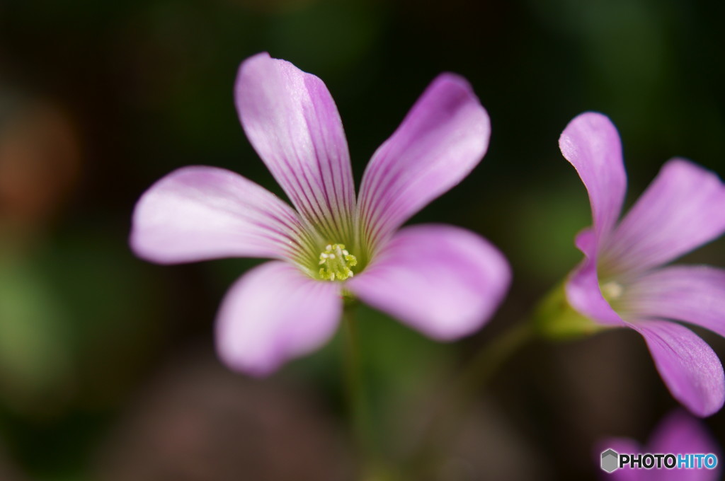 庭に紫の花が咲いていました。