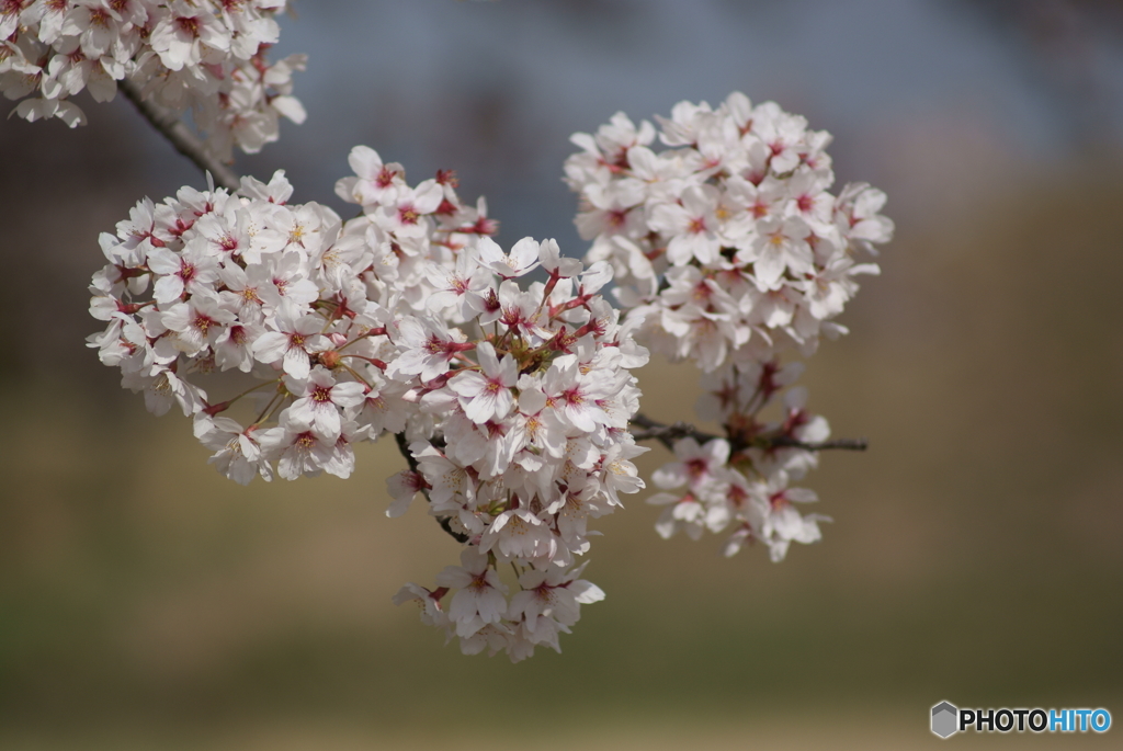 満開の桜を眺めてⅥ
