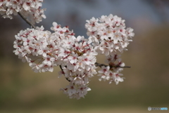 満開の桜を眺めてⅥ