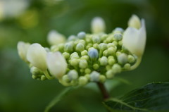 紫陽花の蕾