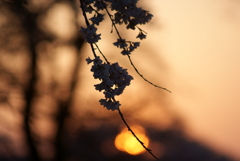 夕焼けと桜