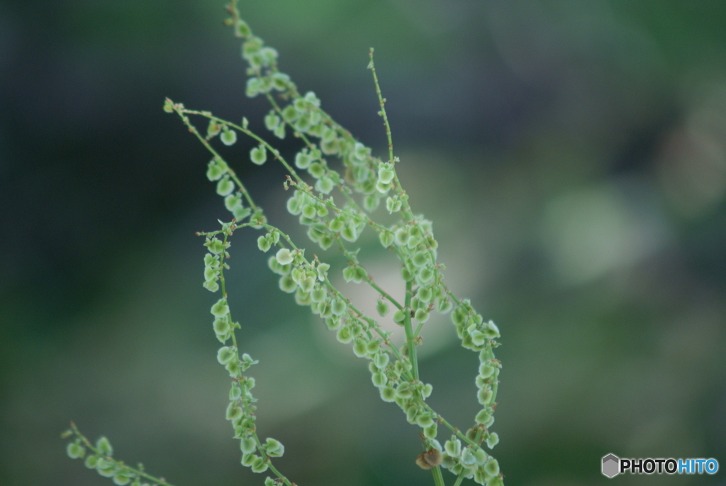 畑の雑草