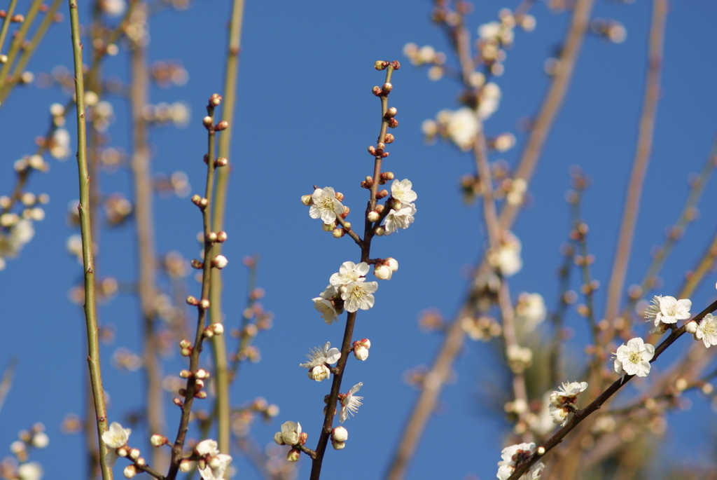 梅の花を眺めて