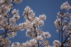 桜と青空