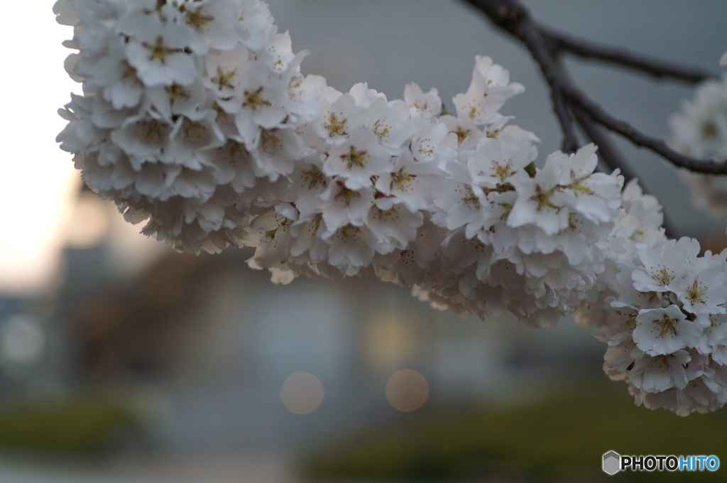 満開の桜