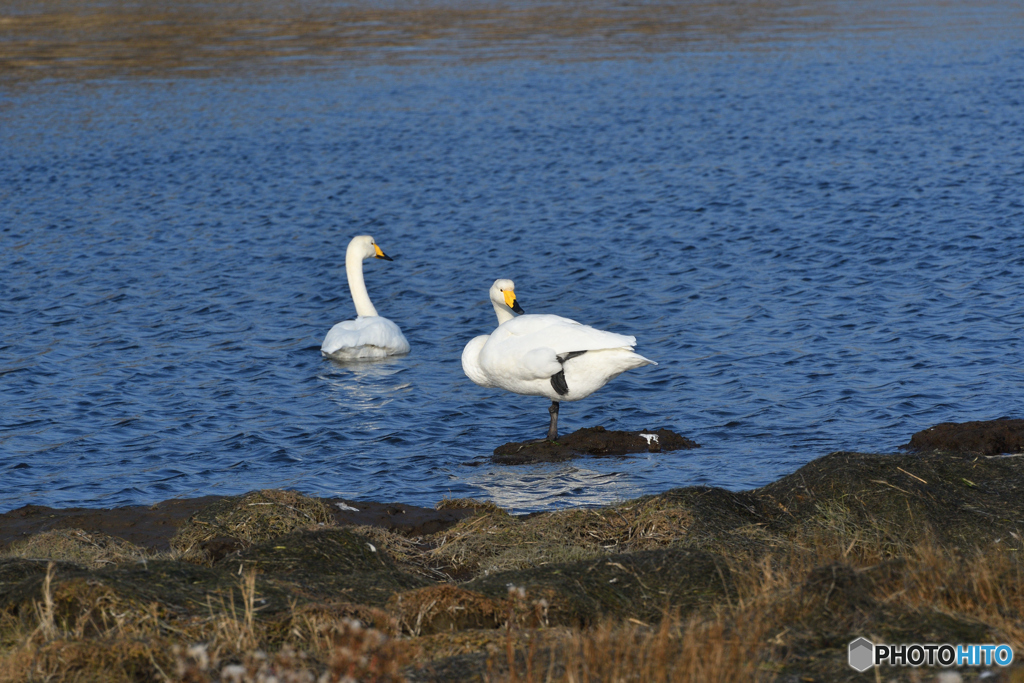 羽を休めるオオハクチョウ