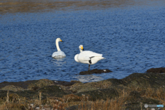 羽を休めるオオハクチョウ