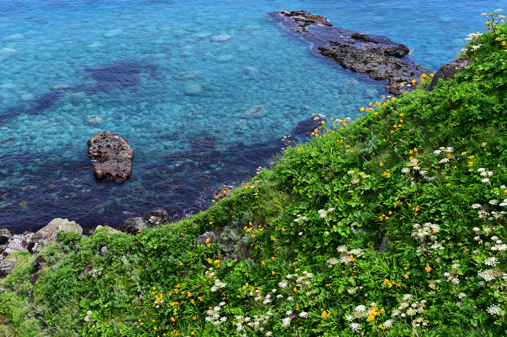 岬のお花畑