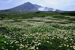 旭岳とチングルマ