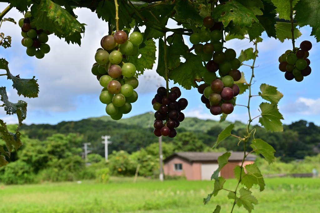 色付く葡萄