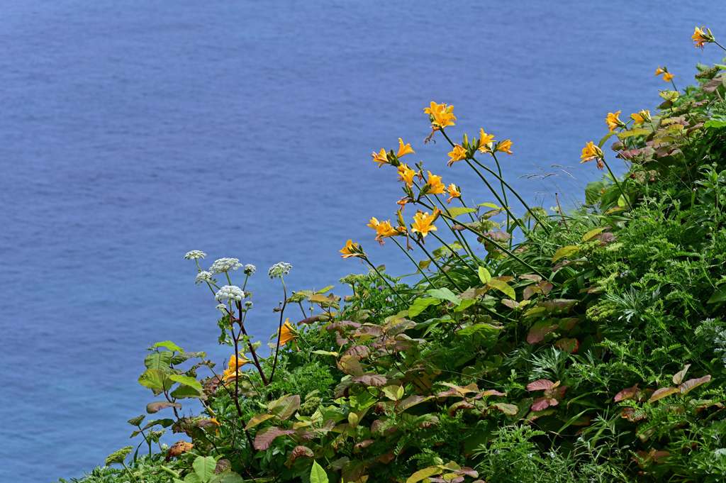 神威岬は花盛り