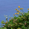 神威岬は花盛り