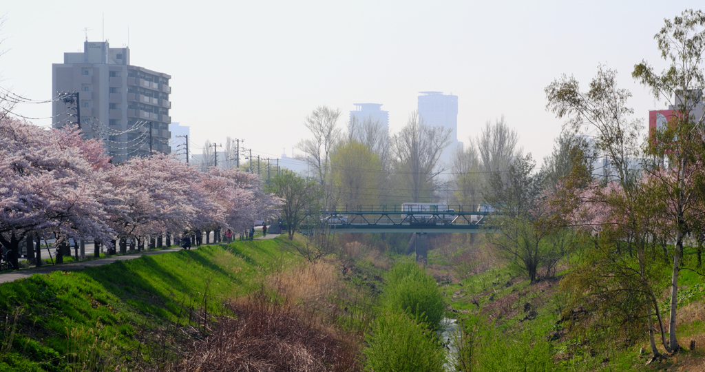 桜と春霞