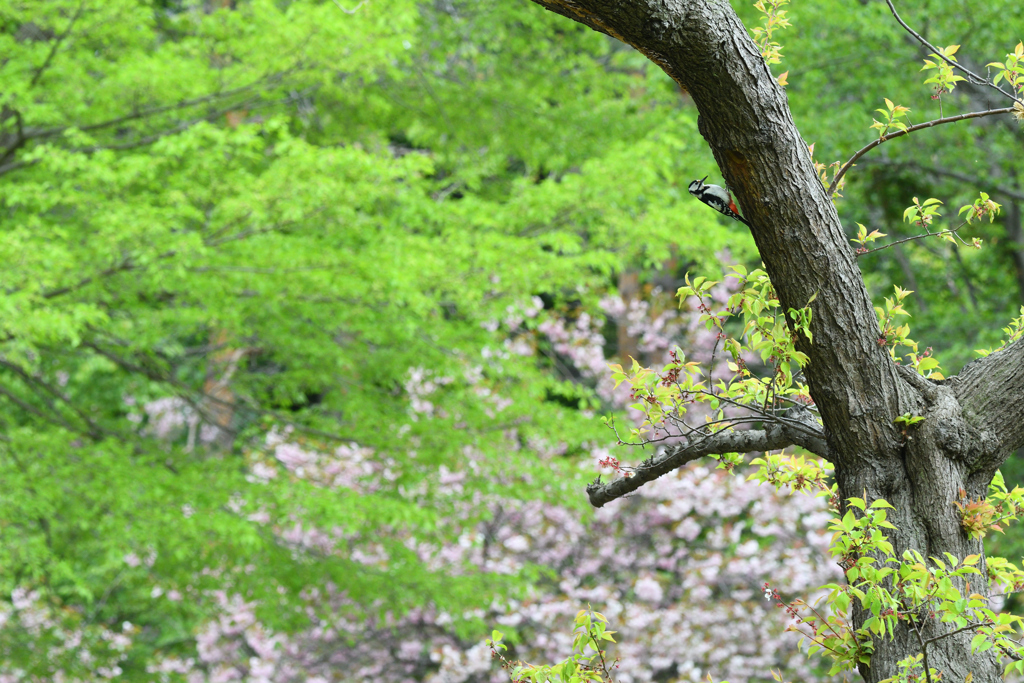 野鳥と春色の森