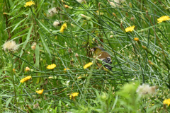 夏草と野鳥