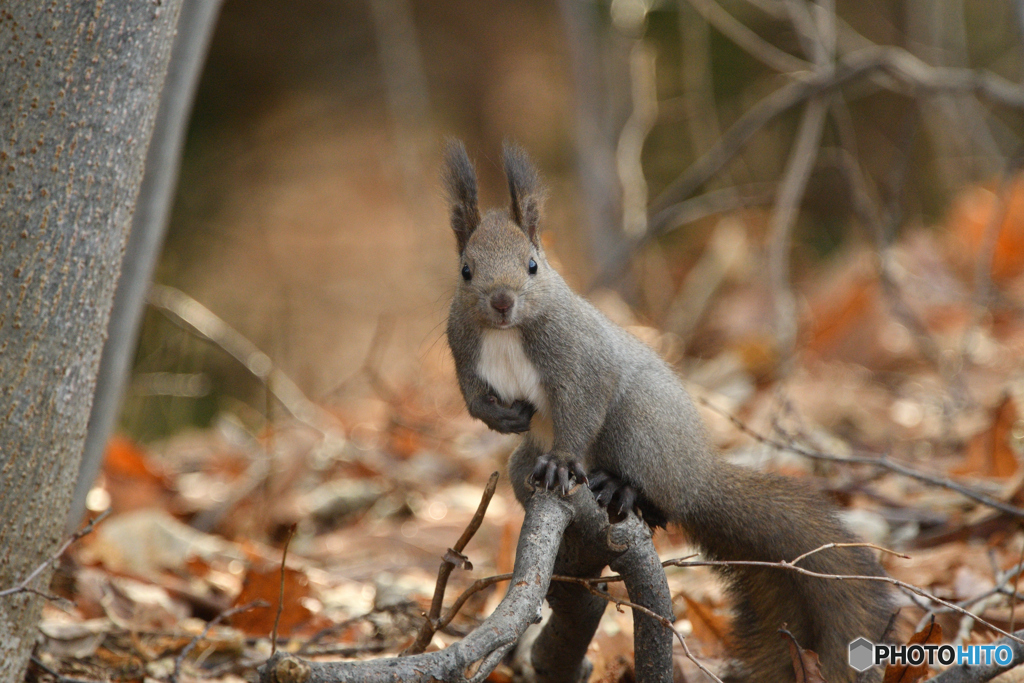 冬毛のエゾリス