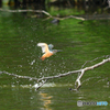 カワセミと水飛沫