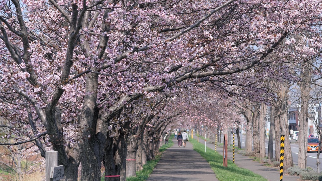 桜並木の散歩道