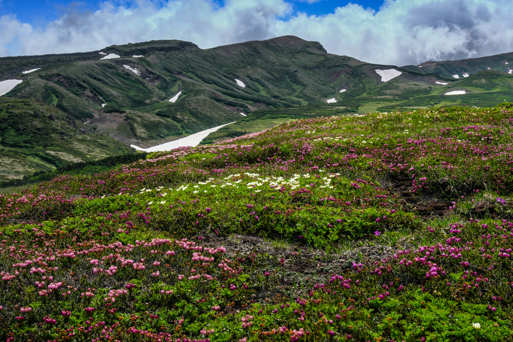 大雪山の花園