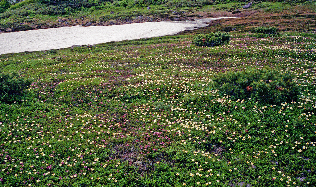 高山植物の花園