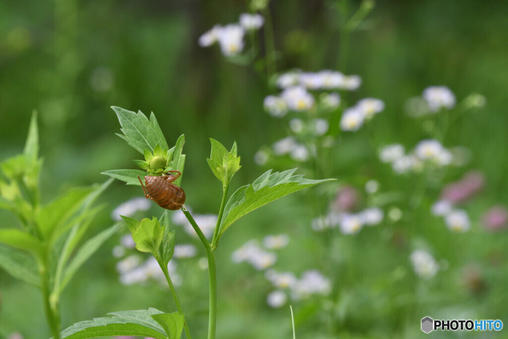 夏も終わり