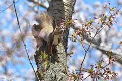 桜とエゾリス