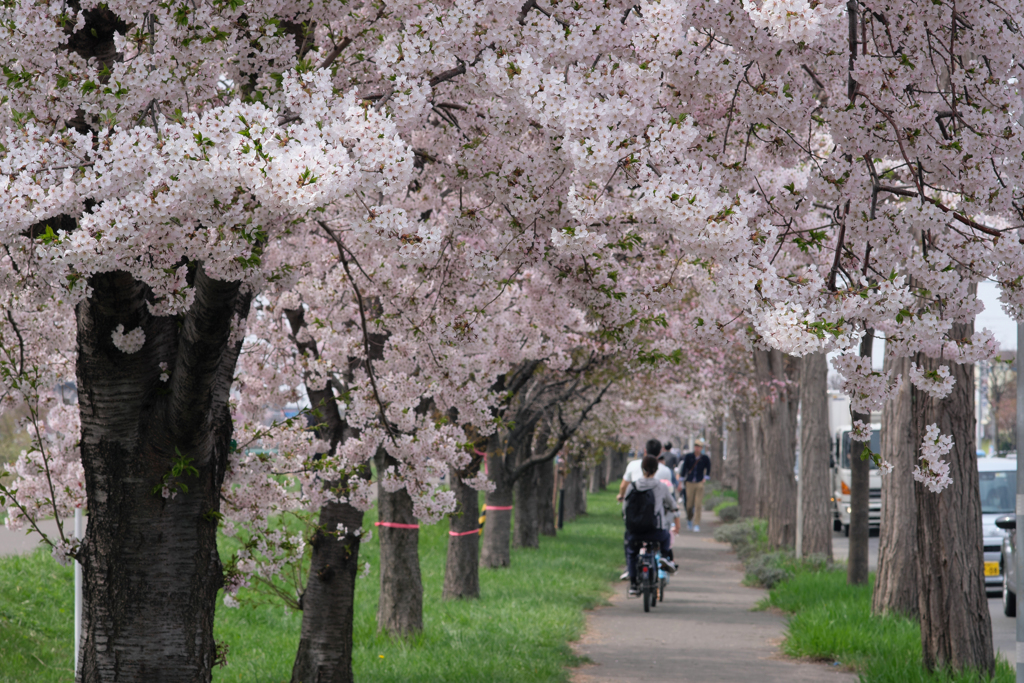 桜のトンネル