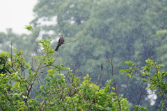 雨とヒヨドリ