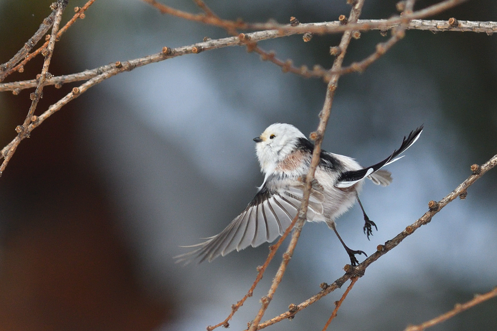 飛び立つシマエナガ by OJIRO （ID：12264187） - 写真共有