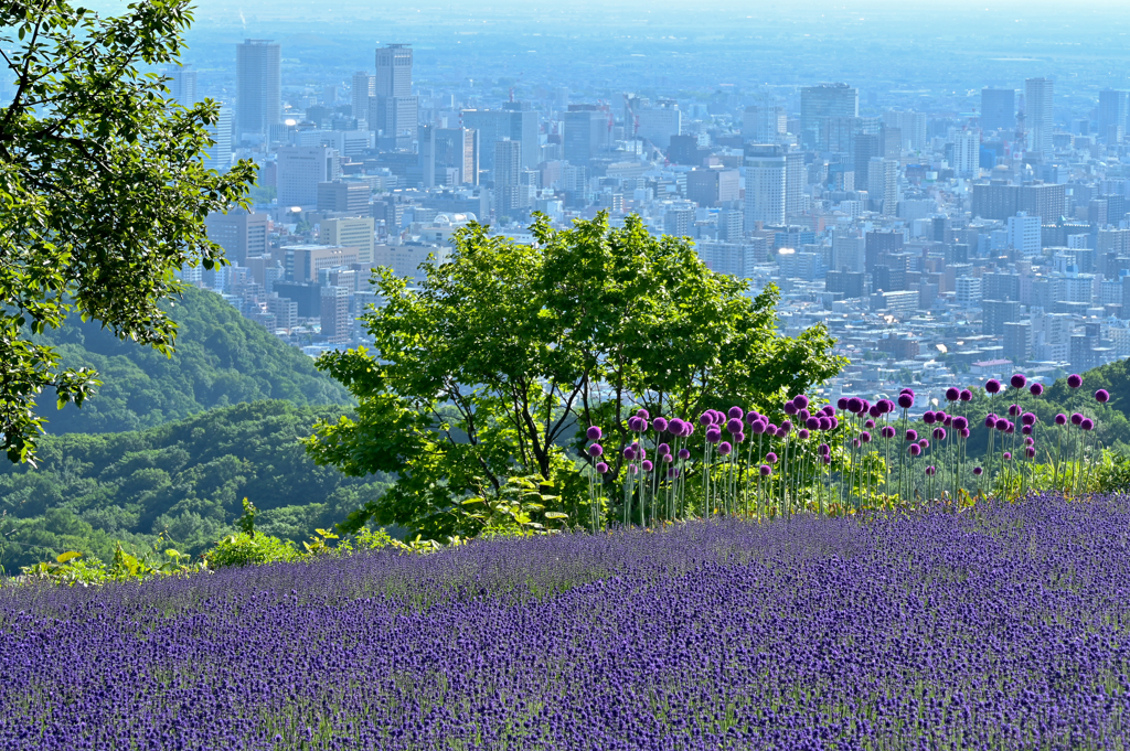 札幌夏景色