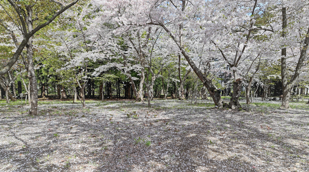 散り桜