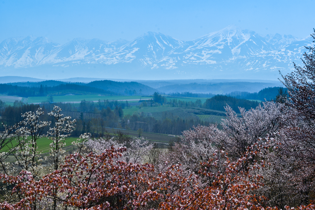 春霞の山並みと桜並木