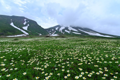 裾合平チングルマ開花