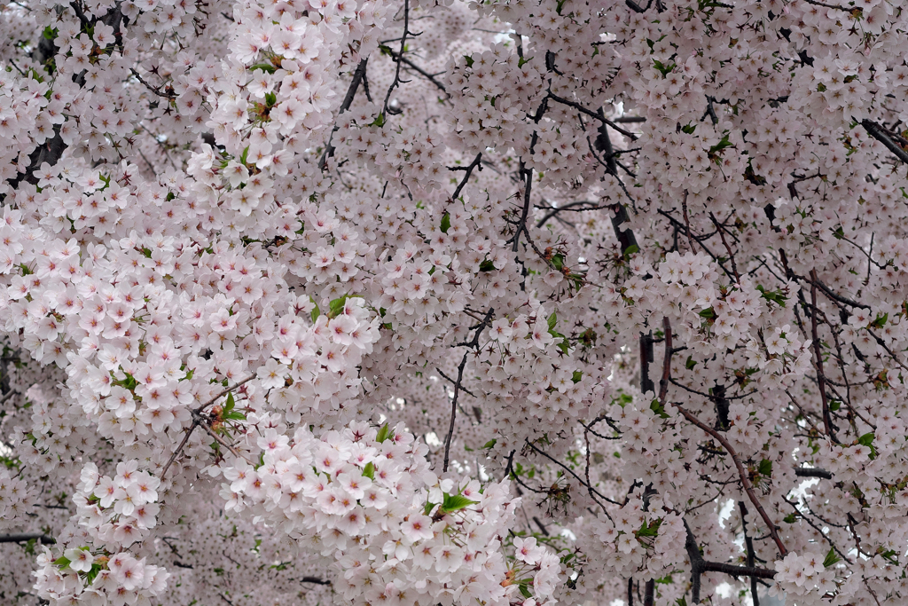 桜満開