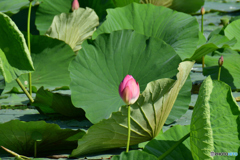 花と葉のコンビネーション