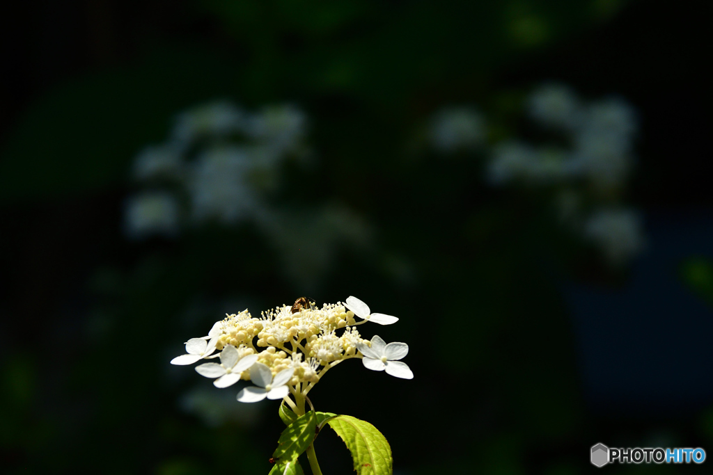 D50_5661