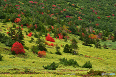 紅葉するき しないき