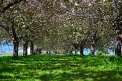 八重桜のトンネル