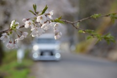 愛車✖︎桜