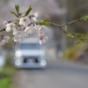 愛車✖︎桜
