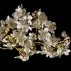 夜桜