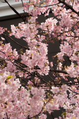 春はすぐそこ