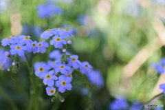 忘れな草