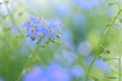 忘れな草
