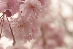 雨のしだれ桜