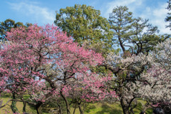 梅の花