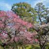 梅の花
