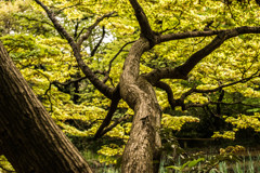 木
