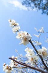 春の花